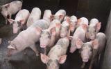 Giá lợn (heo) hôm nay: Nhiều hộ nuôi nhỏ lẻ tiếp tục treo chuồng, tổng đàn lợn giảm gần 2 triệu con