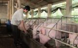 Giá lợn hơi trong nước kém khả quan, Bộ Nông nghiệp khuyến cáo người dân không nên tái đàn