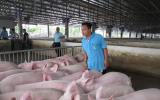 Giá lợn hôm nay 15.7: Giá vọt lên hơn 1 triệu/tạ, lái buôn tới tận chuồng bắt lợn