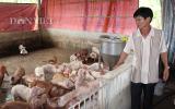 Giá lọn hôm nay 26.7 Đồng Nai còn 33.000 đ/kg, giá lợn giống tăng vùn vụt