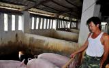Giá lợn hôm nay 28.7 Đừng hi vọng Trung Quốc, được giá 40.000 đ/kg bán ngay
