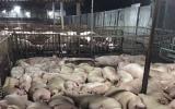 Giá lợn hôm nay 30.9: Thị trường TP.HCM rúng động sau vụ bơm thuốc vào 5.231 con lợn, giá thịt bán sỉ tăng lên 70.000 đ/kg