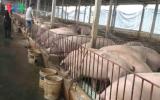 Giá lợn tăng trở lại: Đắng cay ở 'thủ phủ' nuôi lợn miền Bắc