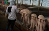 Giá lợn xuyên thủng sàn, người chăn nuôi đang 'vật vã' từng ngày