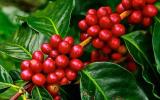 Giá nông sản hôm nay 12.12: Giá cà phê giảm đỏ sàn, giá tiêu không có nhiều biến động