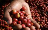 Giá nông sản hôm nay 15/1: Giá cà phê vẫn có nhiều triển vọng, giá tiêu chìm trong giảm sâu