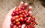Giá nông sản hôm nay 16/3: Giá cà phê tiêu cực, dự báo giá tiêu tiếp tục giảm