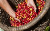 Giá nông sản hôm nay 24/2: Giá cà phê giảm tiếp 100 đồng/kg, giá tiêu ít biến động