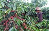 Giá nông sản hôm nay 29.11: Giá cà phê giảm sâu, nông dân 