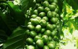 Giá nông sản hôm nay 29.9: 1 tháng giá cà phê tụt 3,5 triệu/tấn, giá tiêu khó tăng