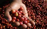 Giá nông sản hôm nay (3/1): Giá cà phê tăng 300 đồng/kg, giá tiêu thấp nhất vẫn 69.000 đồng/kg