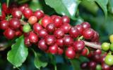 Giá nông sản hôm nay 4/7: Giá cà phê đảo chiều phục hồi nhẹ, giá tiêu xuất khẩu giảm trên 60%
