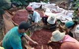 Giá nông sản hôm nay 6.11: Cà phê tươi 8.000 đ/kg, công hái đã 'ngốn' 2.000; giá tiêu giảm 6.000 đ/kg trong 1 tháng
