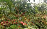 Giá nông sản hôm nay 8.11: Giá cà phê, hồ tiêu giảm 'đỏ' sàn, bất chấp bão số 12 làm nhiều vườn ngã gục
