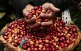 Giá nông sản hôm nay 9/6: Giá cà phê rớt thê thảm về đáy mới, giá tiêu ít biến động