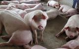 Giá thịt lợn hơi tăng mạnh, chạm mức 40.000 đồng/kg