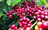 Giá trị cà phê xuất khẩu tăng mạnh ở nhiều thị trường