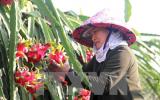 Giải bài toán tìm đầu ra cho các mặt hàng nông sản Việt Nam