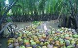 Giải pháp nào để 'giải cứu'vườn dừa ở quê hương Đồng Khởi ?