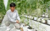 Giảm trồng lúa, tăng cây rau màu giúp nông dân An Giang thắng lớn