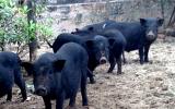 Giới thiệu đặc điểm giống lợn đen Mường Khương ở Việt Nam