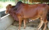 Giới thiệu hướng lai tạo các giống bò chuyên thịt ở Việt Nam