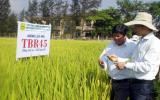 Giống lúa TBR45 - Gạo thơm dẻo, năng suất cao