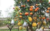 Gốc cây 'kỳ dị' 'đẻ' 10 quả ở Hà Nội giá 10 triệu đồng