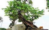 Gốc sưa bonsai cao 1 mét giá 1,4 tỷ đồng gây xôn xao