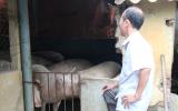 Hà Nam: 'Thủ phủ' nuôi lợn miền Bắc lao đao trong cơn 'bão giá'