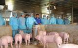 Hà Nội: Mê Linh lên phương án báo động bảo vệ đàn lợn 70.000 con