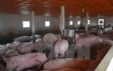 Hà Tĩnh dành gần 9 tỷ đồng hỗ trợ các cơ sở chăn nuôi lợn nái