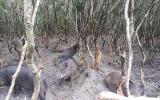 Hà Tĩnh: Mê mẩn đàn lợn rừng tiền tỷ ở miền biển