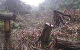 Hàng chục ha rừng phòng hộ ở Quảng Trị bị san phẳng