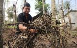 Hàng ngàn trụ tiêu ở Quảng Nam chết khô, nhiều nhà vườn lâm cảnh nợ nần