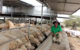 Hiến kế nuôi dê, cừu cho lãi tiền tỷ của dân vùng hạn