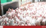 Hộ chăn nuôi lợn Hà Nội đã 'mất' 1.500 tỷ trong 6 tháng qua