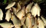 Hồ nuôi Cá mè vinh thương phẩm cần hệ thống quạt oxy như thế nào