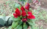 Hoa hồng khan hiếm, giá tăng vọt trước Valentine