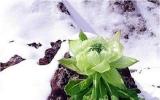 Hoa sen núi tuyết 7 năm mới nở hoa: Tăng sinh lực, 100 triệu đồng/kg