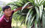 Hoa Tết: Trai Sa Pa kiếm bộn tiền từ địa lan Trần Mộng dài cả mét