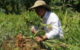 Hơn 100 tấn nghệ của nông dân Quảng Nam cần 