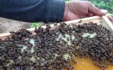 Hướng dẫn cách làm thùng nuôi ong mật bằng xi măng