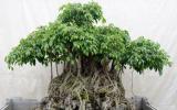 Hướng dẫn cách trồng chăm sóc tạo dáng làm cảnh bonsai cho cây si - cây xanh