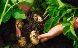 Hướng dẫn cách trồng khoai tây trong túi đơn giản cực sai củ