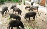 Hướng dẫn kỹ thuật chăn nuôi lợn mán đem lại hiệu quả kinh tế cao