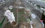 Hướng dẫn kỹ thuật làm chuồng trại nuôi thỏ (Cẩm nang chăn nuôi thỏ Phần 3)