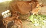 Hướng dẫn kỹ thuật nuôi bò sinh sản và bê lai