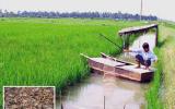 hướng dẫn kỹ thuật nuôi cua đồng trong ruộng lúa cho năng suất cao