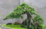 Hướng dẫn kỹ thuật tạo hình cân đối cho cây bonsai